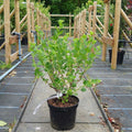 Bush, 30-40cm, 3L pot