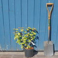 Bush, 30-40cm, 3L pot