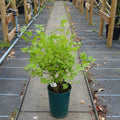 Bush, 30-40cm, 3L pot