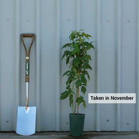 Raspberry Autumn Bliss