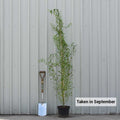 Bush,, 150-200cm, 12L pot