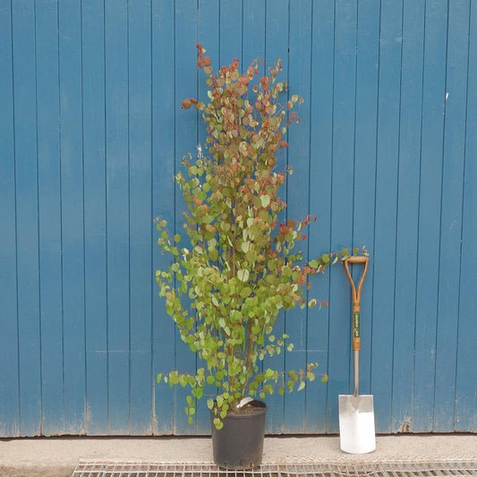 Cercidiphyllum japonicum multistem Katsura tree in pot