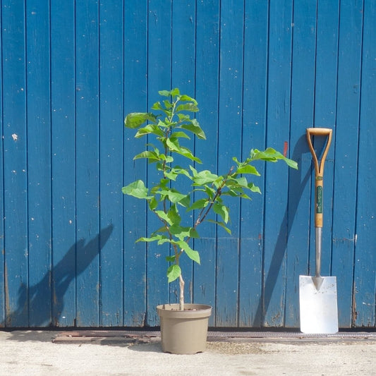 Magnolia brooklynensis 'Yellow Bird' bush in small pot