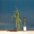 Tree top grafted at 85cm, 90-120cm, 12L pot
