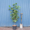 Bush, 120-150cm, 12L pot