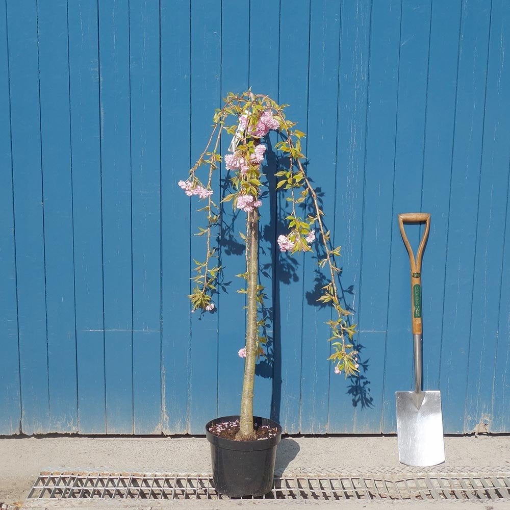 Prunus 'Kiku-shidare-zakura' cherry tree top grafted at 120cm