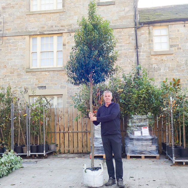 portuguese house plants Prunus lusitanica | Portuguese Laurel
