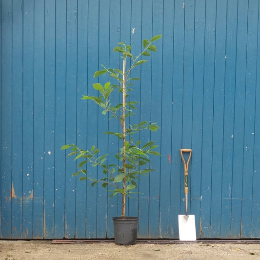 Magnolia soulangeana tree in pot