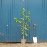 Magnolia 'Manchu Fan'