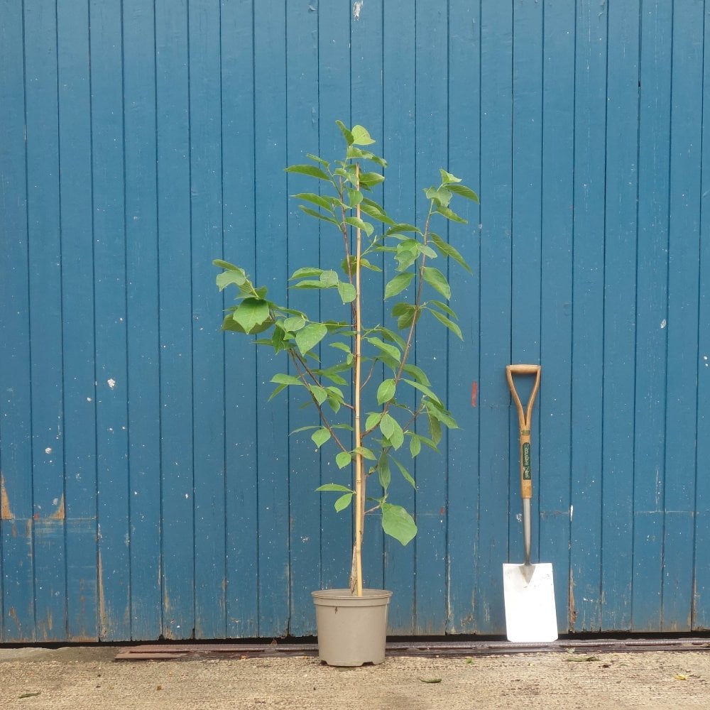 Magnolia 'Manchu Fan'