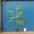 Single stem tree, 125-175cm, 12L pot
