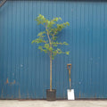 Single stem tree, 150-200cm, 12L pot