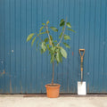 Single stem tree, 120-150cm, Gisela 5 (dwarf), 12L pot