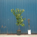 Single stem tree, 125-175cm, St. Julien A (semi-vigorous), 12L pot
