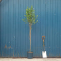 Single stem tree, 150-200cm, 12L pot