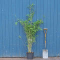 Clump, 150-180cm, 7.5L pot