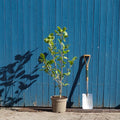 Bush, 80-100cm, 12L pot