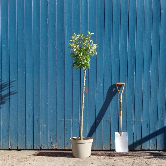 Malus 'Comtesse de Paris' Tree