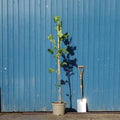 Single stem tree, 150-200cm, 12L pot