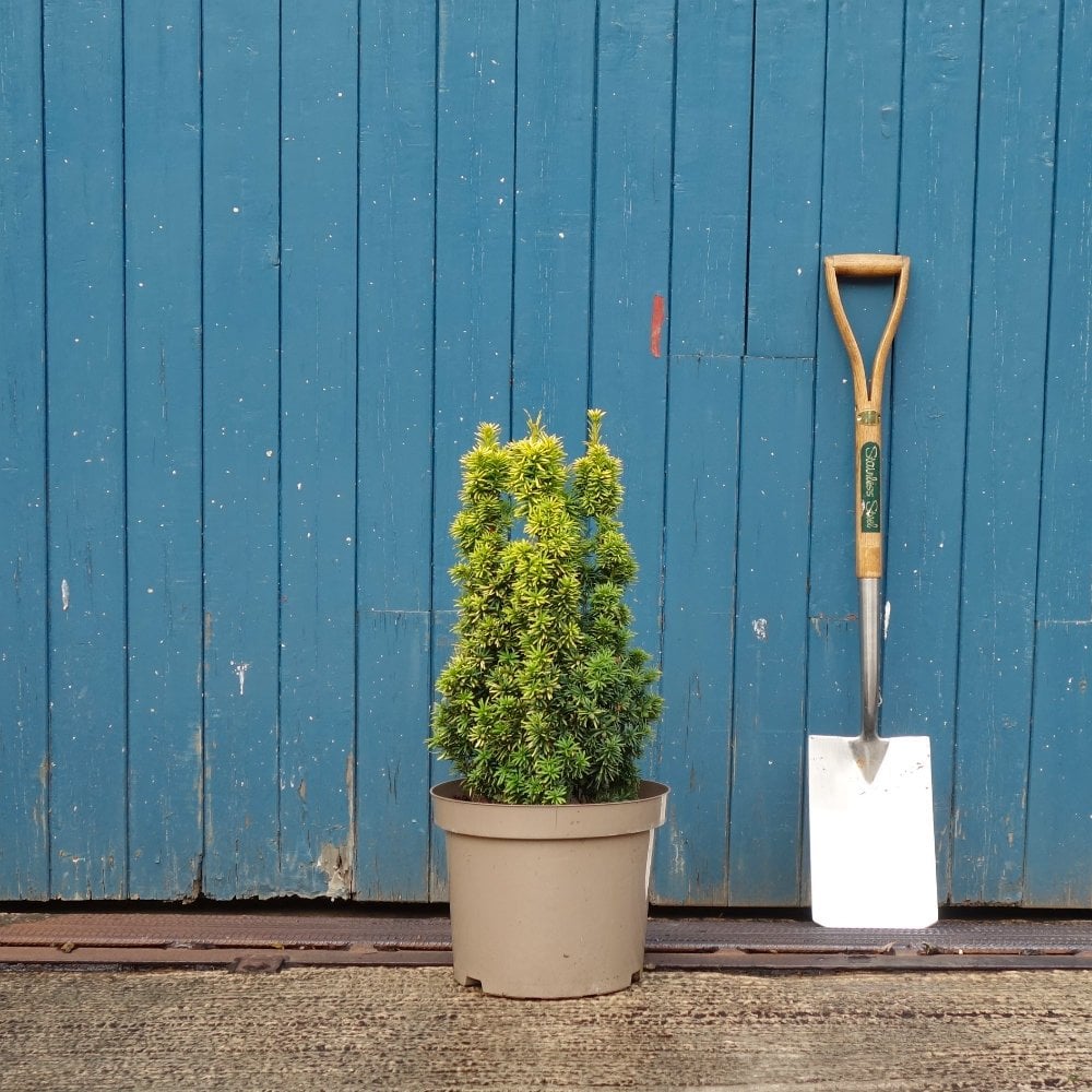 Taxus baccata Standishii Tree | Standish Dwarf Yew | Ornamental Trees