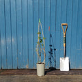 Climber, 50-70cm, 3L pot