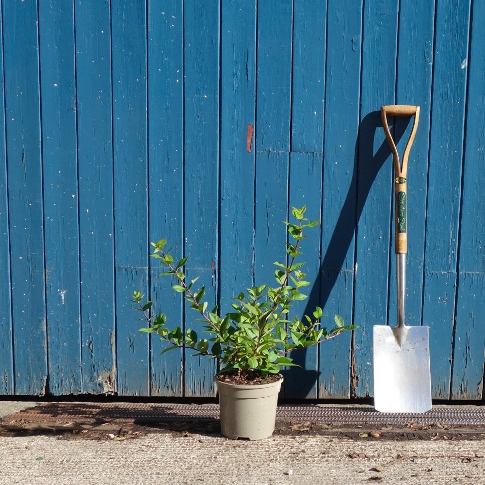Lonicera × purpusii 'Winter Beauty'