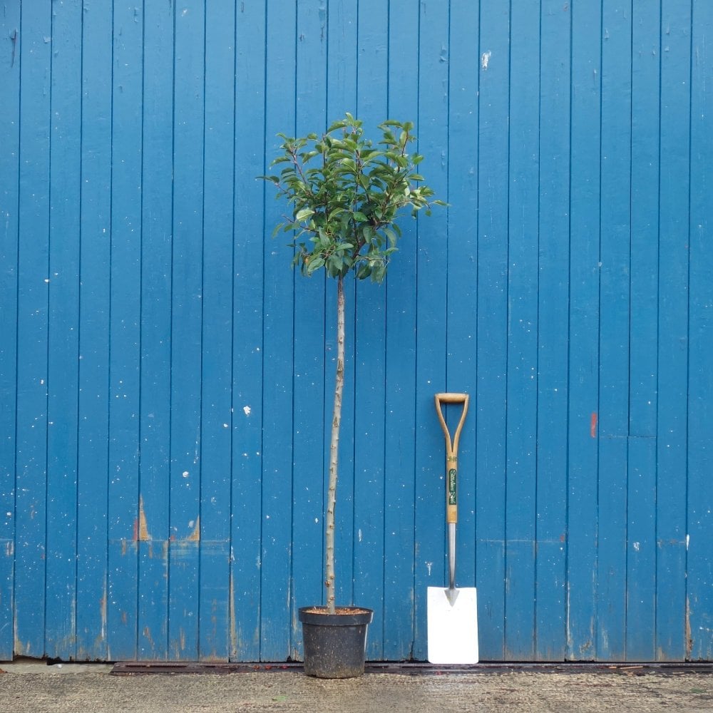 Malus robusta Red Sentinel | Crab Apple Tree | Ornamental Trees