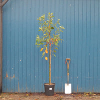 Amelanchier canadensis 'Prince William'