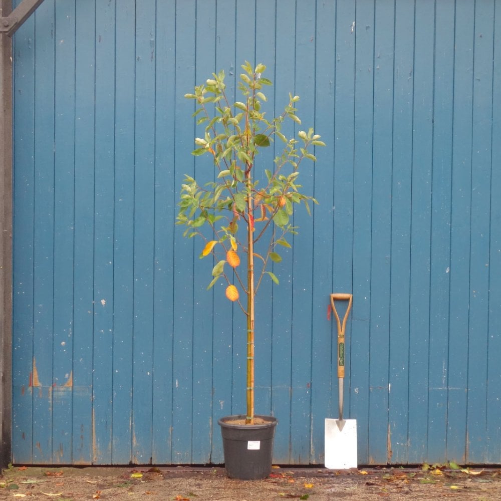 Amelanchier canadensis 'Prince William'