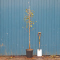 Single stem tree, 150-200cm, 12L pot