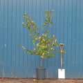 Single stem tree, 125-175cm, St. Julien A (semi-vigorous), 12L pot