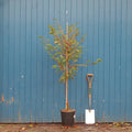 Single stem tree, 150-200cm, 12L pot