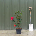 Bush, 40-60cm, 5L pot