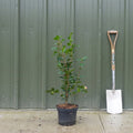 Bush, 40-60cm, 5L pot