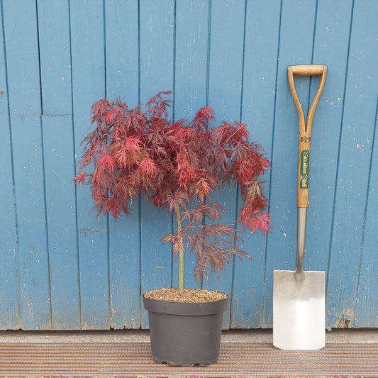 Mature Acer palmatum dissectum 'Garnet' Maple in pot