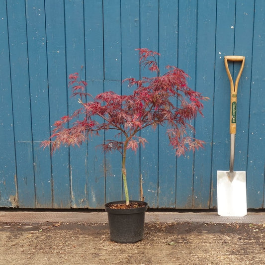 Mature Acer palmatum dissectum 'Garnet' Japanese Maple in pot