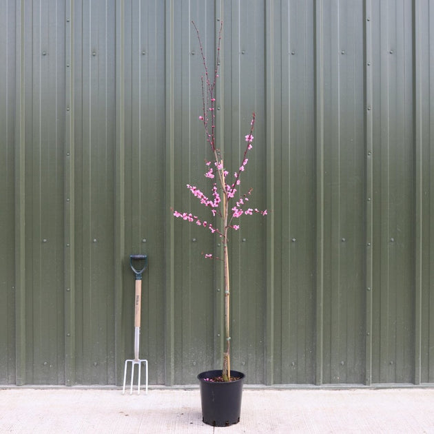Prunus Spring Glow Rhs Prunus cerasifera Spring Glow | Purple Cherry Plum Tree | Ornamental Trees
