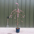 Single stem tree, 150-200cm, 12L pot