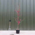 Single stem tree, 150-200cm, 12L pot