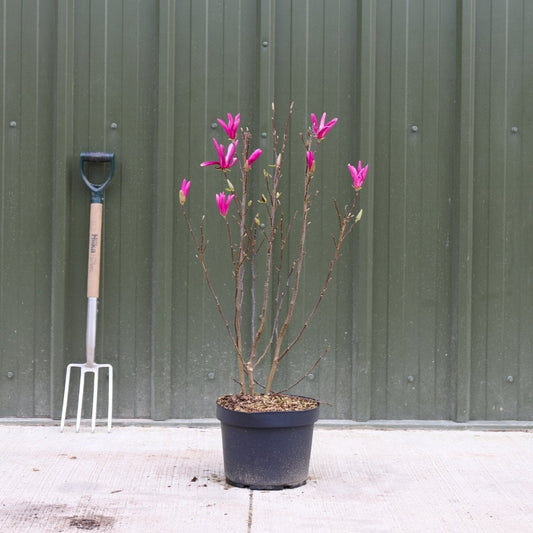 Magnolia 'Susan' Tree