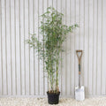 Clump, 100-125cm, 7.5L pot