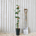 Climber, 50-70cm, 3L pot