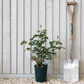 Bush, 20-40cm, 3L pot