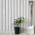 Bush, 20-40cm, 3L pot