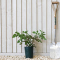 Bush, 20-40cm, 3L pot
