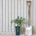 Bush, 30-40cm, 3L pot