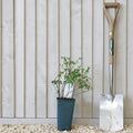 Bush, 30-50cm, 2L pot