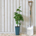 Bush, 30-50cm, 3L pot