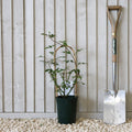 Climber, 30-50cm, 3L pot