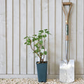 Bush, 30-40cm, 3L pot